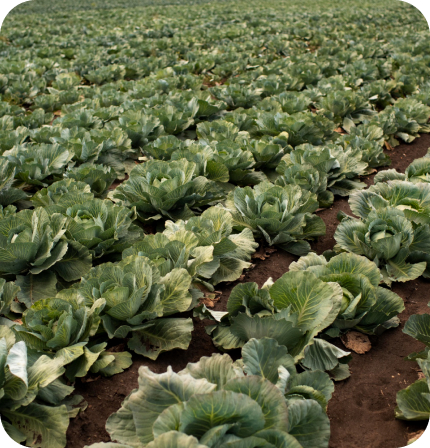cabbage-field